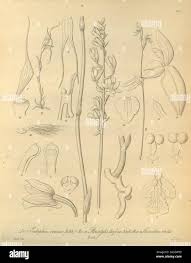 Image result for Eulophia elegans