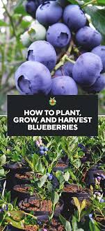 Growing Blueberries Best Varieties Planting Guide Care Problems And Harvest Growing Blueberries Blueberry Gardening Organic Gardening Tips