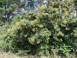 Image result for Harungana madagascariensis