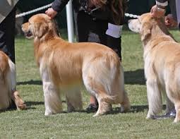 The puppies are $1000.00 and we accept deposits of. Golden Retriever Club Of America