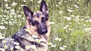 All dogs should stay with their mother for no less than eight weeks, ideally up to ten weeks. Healthy Eating For A German Shepherd Petcarerx