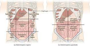 The right side of the thorax with lines labeled. File Abdominal Quadrant Regions Jpg Wikimedia Commons