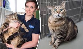 After all, two pounds don't make much difference to humans. Meet Oliver The Fat Cat Who Lost Weight After Tipping The Scales At 21lbs Nature News Express Co Uk