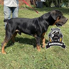 Lovely rottweiler/boerboel puppies going very cheap.location is lagos. Alexanders Kujo Usa African Mastiff Boerboel Breeders