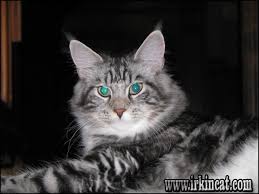 Cats are fully dna tested, titled & registered show cats. Lies You Ve Been Told About Maine Coon Kittens For Sale Nc Irkincat Com