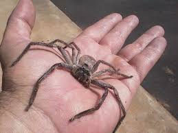 This is a 2 target encounter, except the last 10%. How To Identify A Bite From A Giant Huntsman Spider Quora