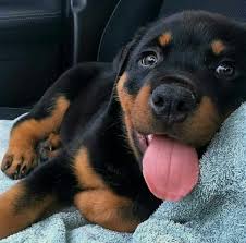 If you are unable to find your rottweiler puppy in our puppy for sale or dog for sale sections, please consider looking thru thousands of rottweiler dogs for adoption. Rottweiler Puppies For Adoption Rottweiler Lovers Rottweiler Puppies Puppies