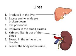 Objectives Students Should Learn That Urine Containing Urea Excess Mineral Ions And Water Is Removed From The Body By The Kidneys That Sugar Mineral Ppt Download