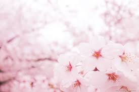 Check spelling or type a new query. Sakura Wallpaper Hd Rosa Sakura Tapete 5120x3413 Wallpapertip