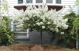 A full sun lover, this tree thrives in medium dwarf crabapple trees are a wonderful addition to your landscape. Plantfiles Pictures Sargent S Crabapple Tina Malus Sargentii By Plantaholic186 Crabapple Tree Sargent Crabapple Tree Front Yard Plants