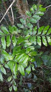 Image result for Ptaeroxylon obliquum