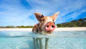 The bahamas are an archipelago of about 700 islands and 2,400 uninhabited islets and cays lying 50 mi off the east coast of florida. Die Bahamas Entspannung Mit Karibischem Flair Fti Reiseblog