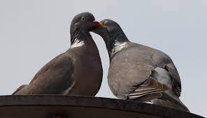 Pigeons can be best kept off your roof by first assessing the type of roof you have. How To Keep Pigeons Off Your Property Using Humane Methods Hubpages