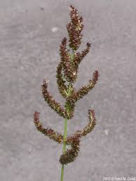 Image result for Echinochloa