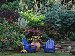 Image result for Macleaya cordata