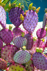 They've seen everything that you've gone through and they think that you're. Purple Cacti Prince Justina Blakeney Cactus Flower Plants Cactus Garden