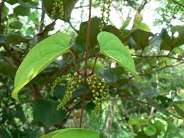 Image result for Dioscorea schimperiana