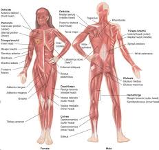 The front of the thighs consist mostly of the quadriceps. Skeletal Muscle Groups Front And Back