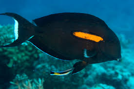 Acanthurus Olivaceus