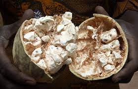 Baobab bio aliment antioxydant naturel puissant poudre du fruit de baobab fruit du baobab bio achat acheter vente pas cher ecocert ab boutique. Le Pain De Singe Des Vitamines Du Calcium Du Phosphore Et Du Fer Plantes Et Sante