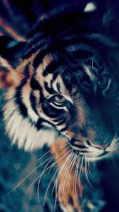 Schattige dieren mooie achtergronden dieren. Wallpaper Ios Android Iphone Nature Tiger Click Here To Download Wallpaper Ios Android Iphone Nature Tige Dieren Behang Wilde Dieren Grote Katten
