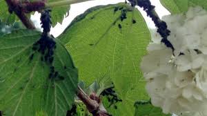Afidele Păduchi De Plante Combatere Cu Tratamente Ușor De Preparat In 2020 Plant Leaves Plants Garden