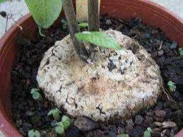 Image result for Dorstenia buchananii