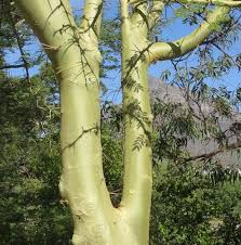 Image result for Acacia xanthophloea