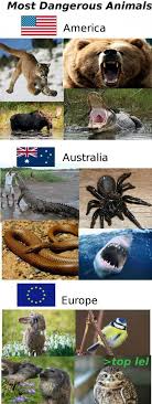 Most Dangerous Animals In The World Dangerous Animals Funny Pictures Animals