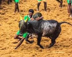 jallikattu wallpapers wallpaper cave jallikattu wallpapers wallpaper cave
