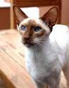 Cinnamon, Fawn and Caramel Point Siamese Cats