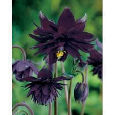 My garden is my most beautiful masterpiece ― claude monet aquilegia, grannys bonnet, columbine burgundy flower 50 plus seeds description: Quality Aquilegia Seedlings For Wholesale Prices 100 Varieties Of Aquilegia Columbine Flowers Garden Seeds Market Free Shipping