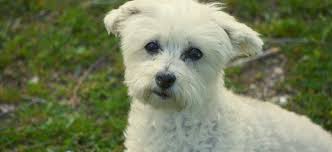 Maybe you would like to learn more about one of these? Bichon Frise Maltese Mix Everything You Need To Know