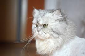 Ini memang sangat menyedihkan jika kamu melihat hewan peliharaan kamu akan mati, jadikan alasan kamu yang kuat untuk mulai mempersiapkan tempat yang aman serta nyaman untuk kucing kamu. 22 Ciri Ciri Kucing Mau Mati Yang Harus Diwaspadai