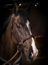 Steve guerdat could be forgiven for being down in the dumps right now….his horses respond to him and it's just natural for him to ride and win in a very natural way with a completely natural attitude. Alamo 105ax08 Fei Org