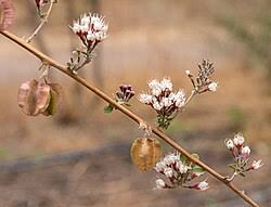 Image result for Combretum holstii