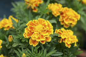 Marigold Plants Not Flowering Reasons Marigolds Are Not Blooming