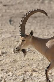 Male Nubian Ibex Capra Ibex Nubiana Ibex Mountain Goat Nubian