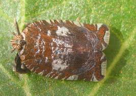 Image result for Lophiocarpaceae