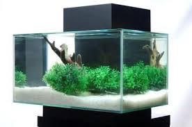 Amazon Com Fluval Edge 6 Gallon Aquarium With 21 Led Light Black Fish Tanks And Aquariums Pet Supplies Aquarium Led Lights Fish Tank