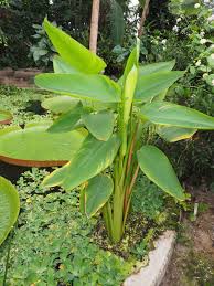 Image result for Thalia geniculata