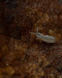 Image result for Lepidagathis eriocephala