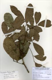 Image result for Pancovia