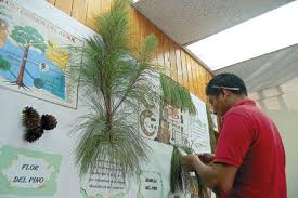 En diferentes instituciones del país realizan actividades para conmemorar este día. Cuidemos El Arbol Nacional De Honduras Semanario Fides