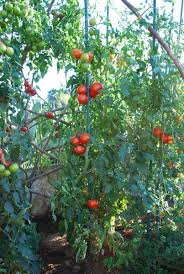 Learn how you can grow your very own tomatoes beefsteak varieties and enjoy them at home in 2020. Growing Heirloom Tomatoes Planting Heirloom Tomatoes