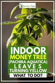 Indoor Money Tree Pachira Aquatica Leaves Turning Yellow What To Do Garden Tabs