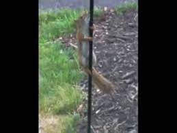 The winner of the greasy pole contest says he just completed his lifelong dream. Squirrel On Greased Pole Youtube