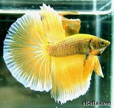 Pin On Gorgeous Goldfish