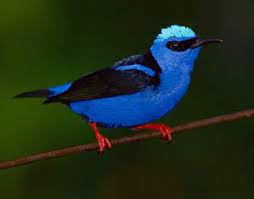 طائر أحمر ألارجل