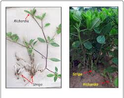 Image result for Striga gesnerioides